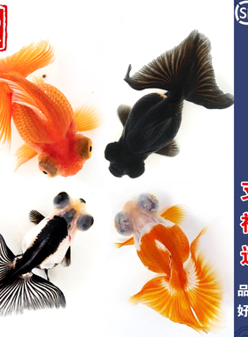 蝶尾金鱼活体观赏鱼活体宠物冷水鱼红白珍珠淡水鱼兰寿虎头 包活