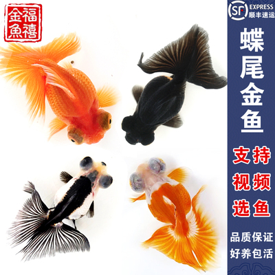蝶尾金鱼宠物红白珍珠虎头淡水鱼