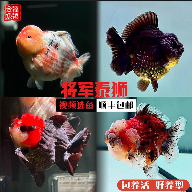 短尾将军泰狮淡水金鱼好养皮实