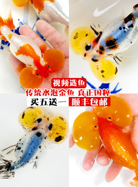 水泡鱼淡水传统国粹品种姿态优美