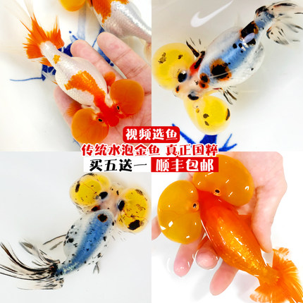 精品朱砂樱花蓝花水泡金鱼活鱼观赏鱼国粹淡水冷水鱼活体招财鱼苗