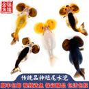 精品红白三色朱砂水泡金鱼活体国粹传统金鱼淡水鱼冷水招财观赏鱼