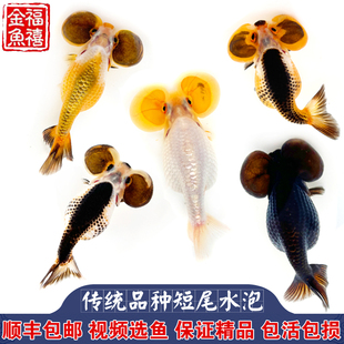 精品红白三色朱砂水泡金鱼活体国粹传统金鱼淡水鱼冷水招财观赏鱼