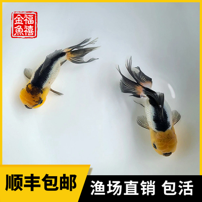 狮子头金鱼淡水黑白金鱼菊花顶