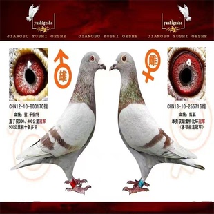 纯种詹森信鸽精品红狐红二线血统鸽幼鸽种鸽赛鸽子一对单只包公母