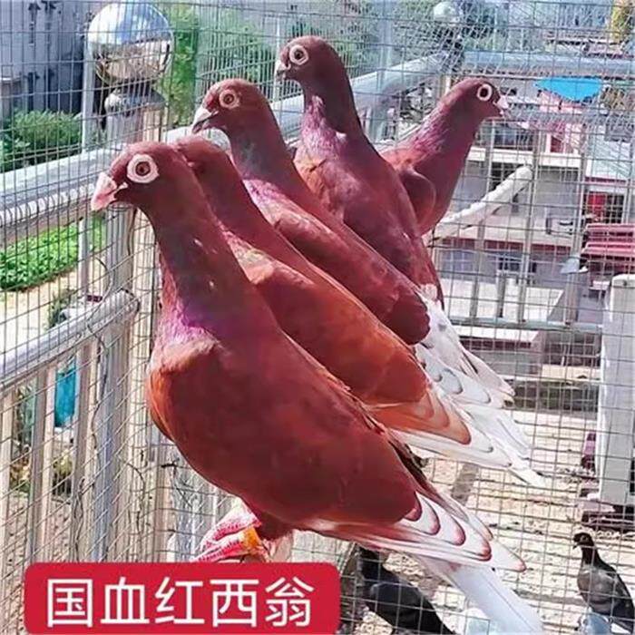 鸽子活一对幼鸽种鸽纯种老国红血西翁信鸽赛鸽大鼻子种鸽公母一对