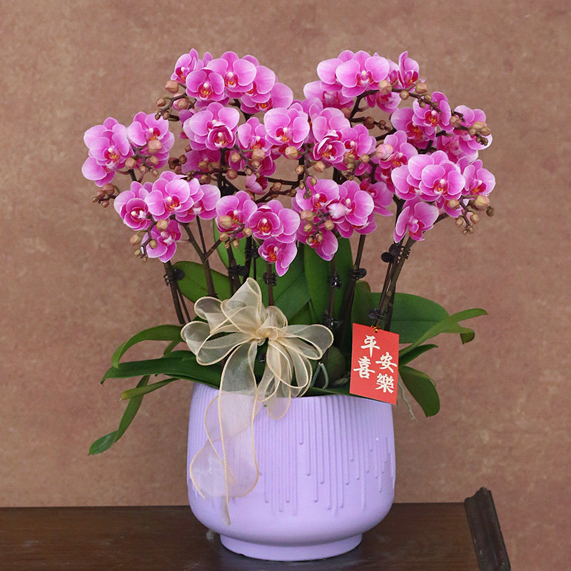 蝴蝶兰【胭脂】 带花带盆组好伴手礼婚礼送礼茶桌客厅美化装饰,鲜花速递/花卉仿真/绿植园艺,时令草本花卉,淘宝优惠券,粉丝福利购,淘宝优惠卷