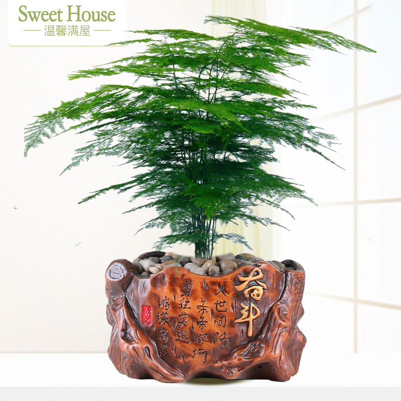?#33821;奥?#23627; 文竹大盆栽绿色植物盆栽花卉办公室内绿植观叶植物盆景