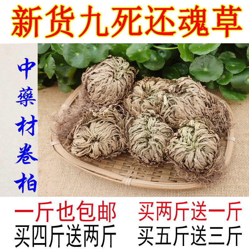 中药材卷柏九死还魂草