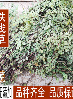 野生中药材猪鬃草铁线草