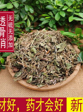透骨消野生连钱草遍地香