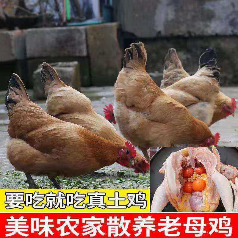 农家纯粮食喂养土鸡笨鸡黄油老母鸡月子滋补恢复柴鸡正宗土鸡顺丰