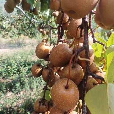 车头新鲜水果现摘特价包邮黑梨