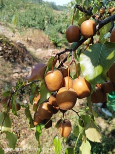 特产车头梨嫁接枝条名贵果树树枝梨树嫁接芽现剪新鲜发货支持自取