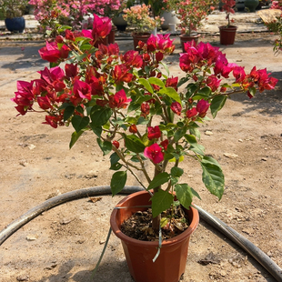 1171金娆 粗杆 全小花苞