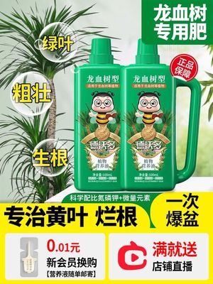 龙血树专用肥营养液盆栽植物室内绿植养花花肥龙须树通用复合花卉