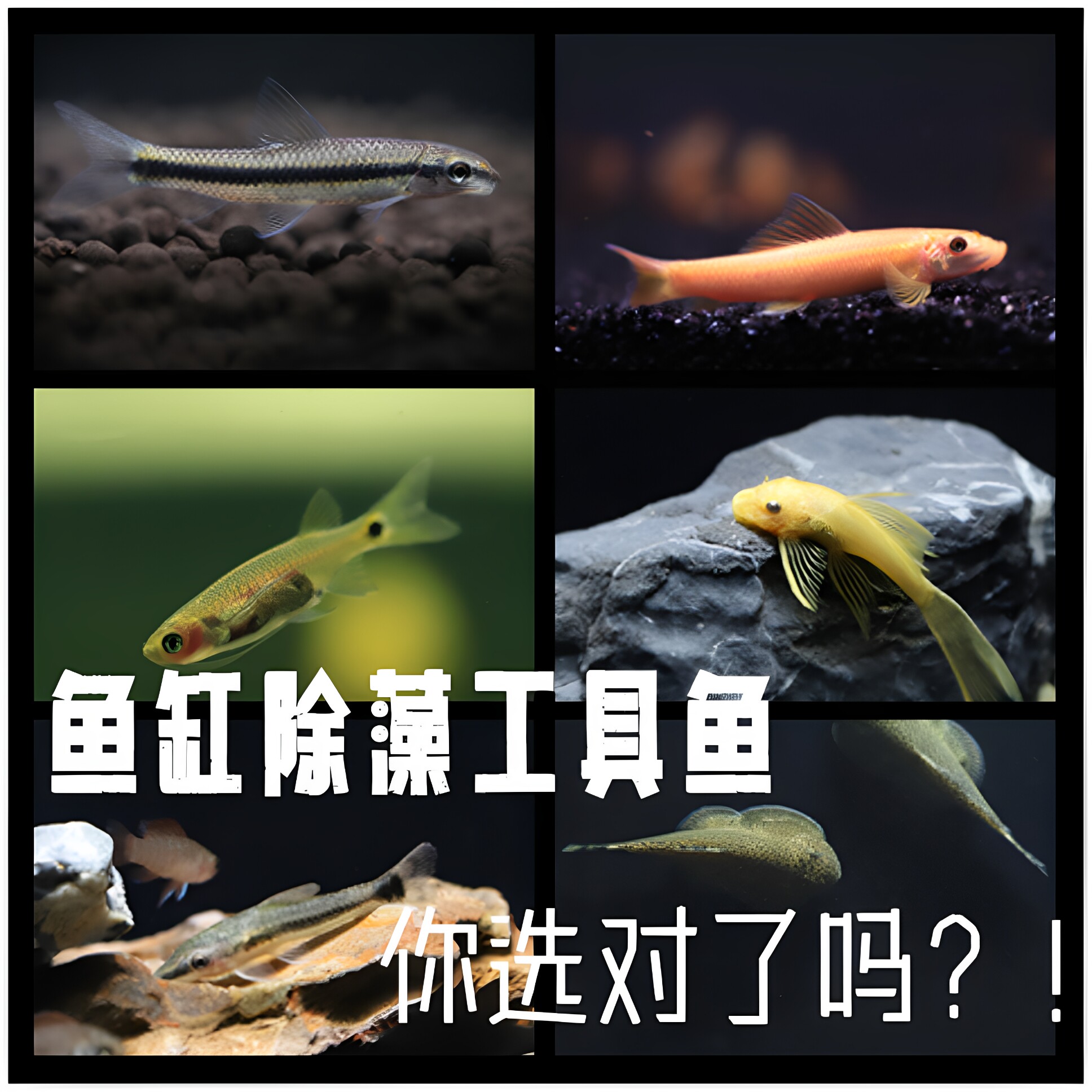 黄金大胡子鱼缸除藻工具鱼集锦