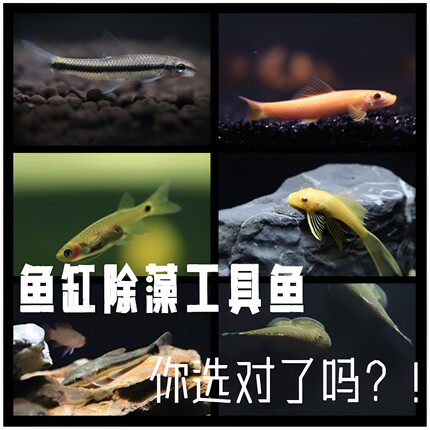 除藻工具鱼清道夫鱼缸一线飞狐黄金胡子鱼淡水热带鱼小精灵观赏鱼