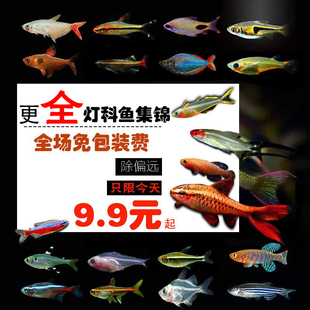 小型灯鱼宝莲灯群游鱼红鼻剪刀新手鱼淡水热带观赏鱼活体黑尾大勾
