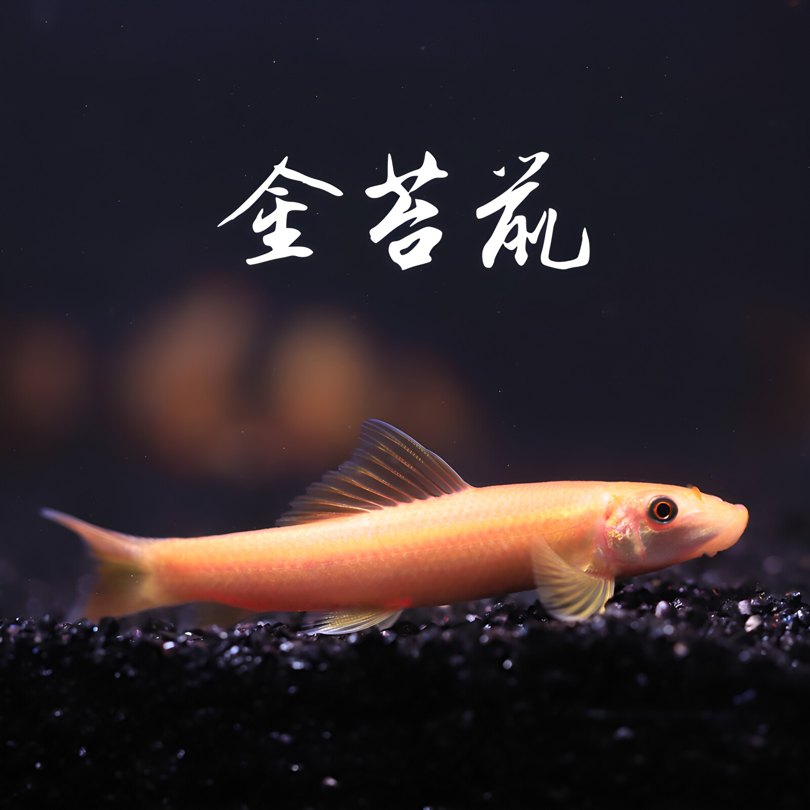 金苔鼠鱼缸耐低温除藻除食物渣清洁工具鱼青苔钻石鼠清道夫女王鱼