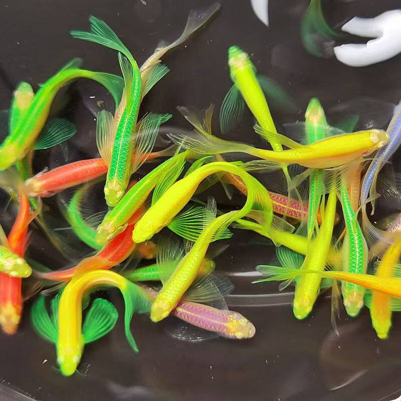 斑马鱼集锦小型群游耐低温冷水新手易饲养草缸热带观赏鱼活体包邮