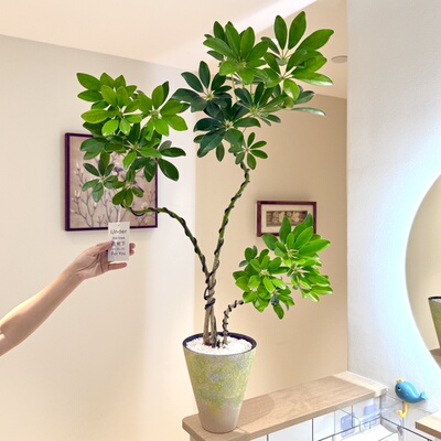 大丛林造型老桩鸭脚木鸭掌木盆栽盆景室内客厅办公室落地花卉绿植