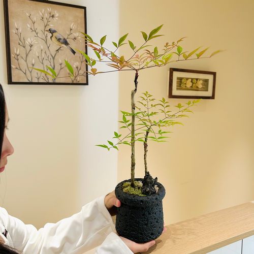 好事成双南天竹盆栽厅办公室绿植