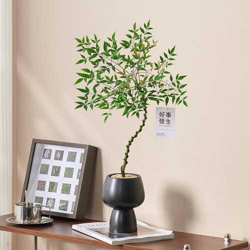 造型南天竹盆栽绿植高级感客厅