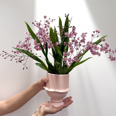 梦香兰文心兰花卉盆栽好养绿植