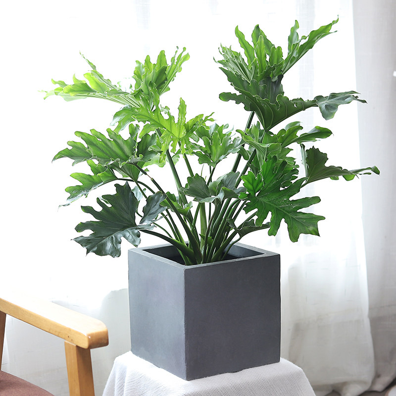 春羽蔓绿绒盆栽室内客厅北欧风办公室绿植耐阴植物好养活净化空气