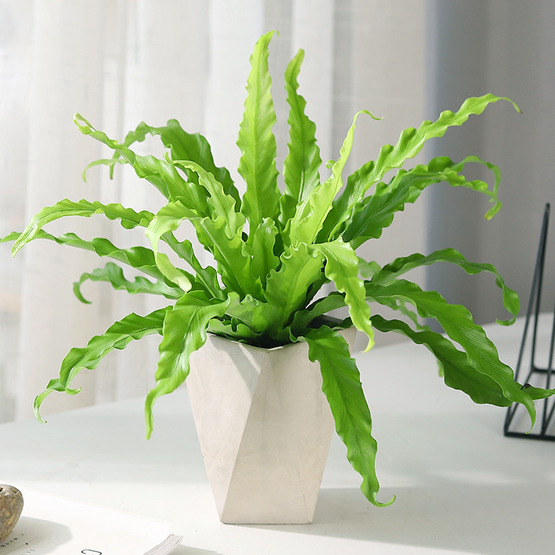 鸟巢蕨盆栽蕨类植物室内网红北欧风四季新奇花卉办公室绿植好养活