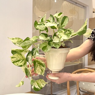 快乐叶子花叶爬藤绿萝观叶植物室内客厅办公室桌面好养花卉绿植