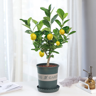 香水柠檬树盆栽植物金桔树室内客厅花好养树苗结果可食用网红绿植