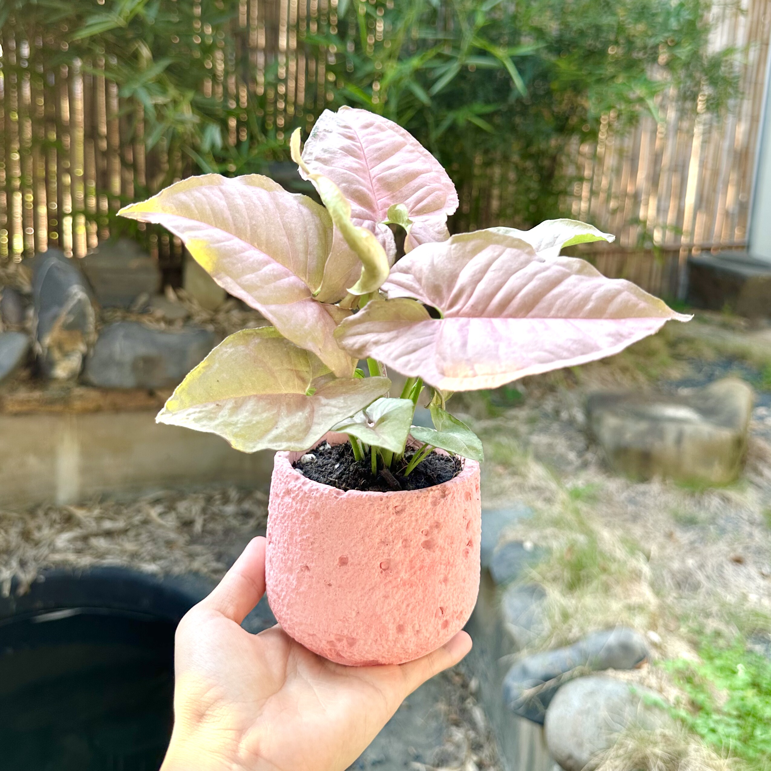 粉精灵合果芋盆栽耐阴桌面绿植