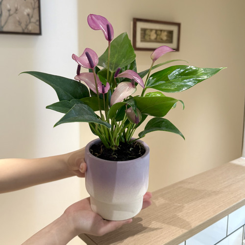 齐祖紫掌盆栽办公室客厅绿植好养