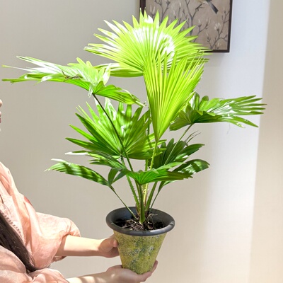 蒲葵棕竹棕榈盆栽北欧风家居绿植