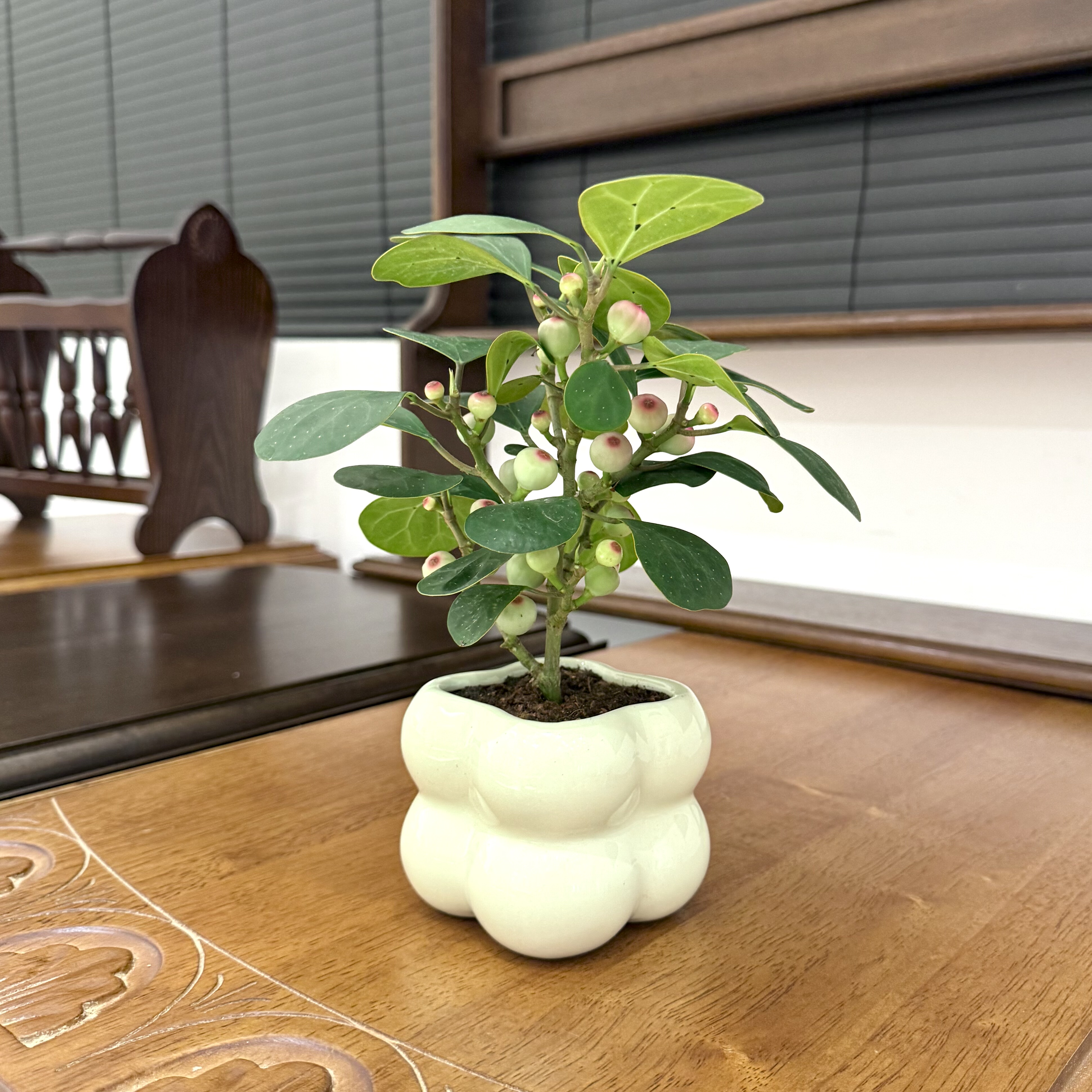 小盼菩提盆栽禅意茶桌植物好养