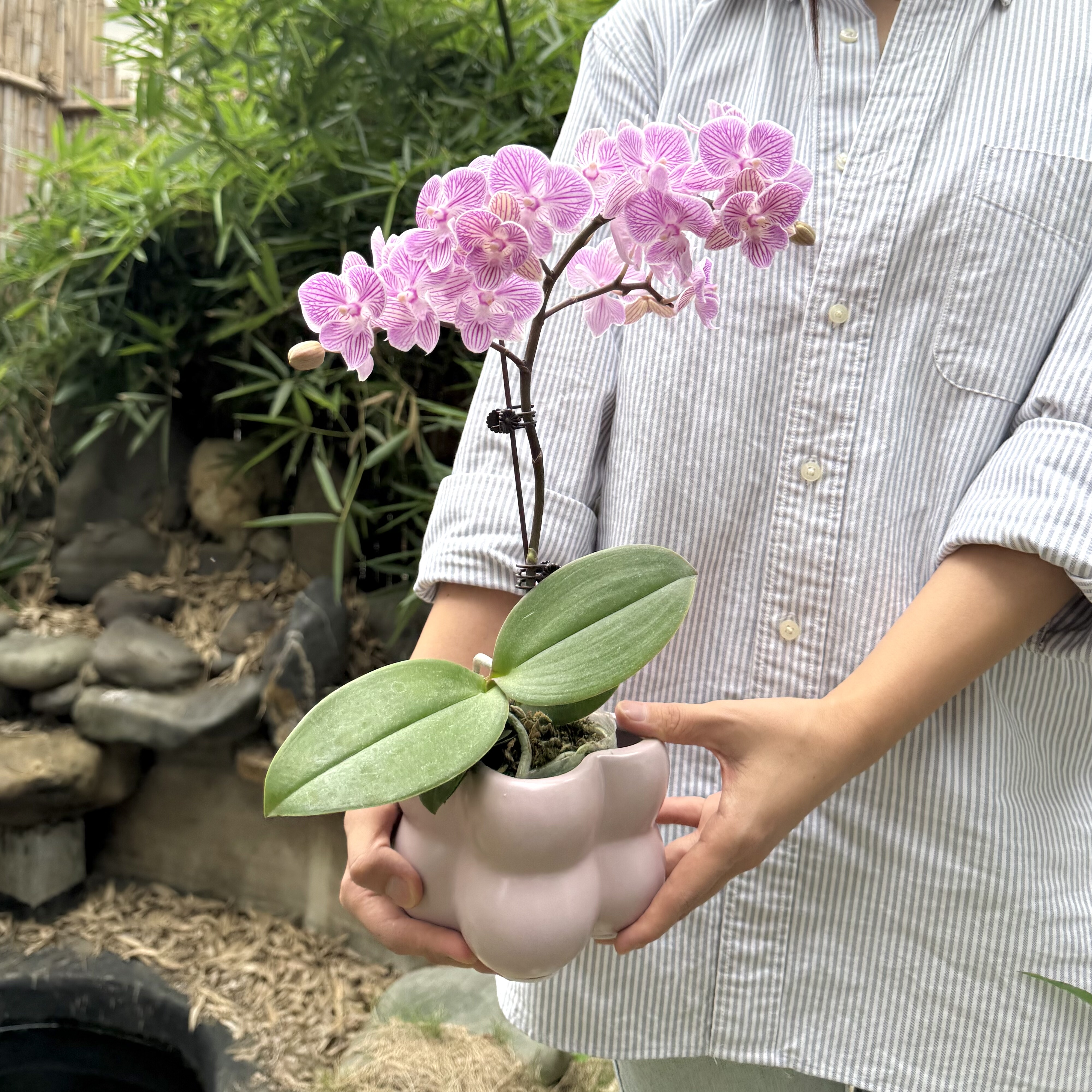 紫色系蝴蝶兰盆栽盆景室内客厅办公室前台桌面绿色趣味花卉绿植