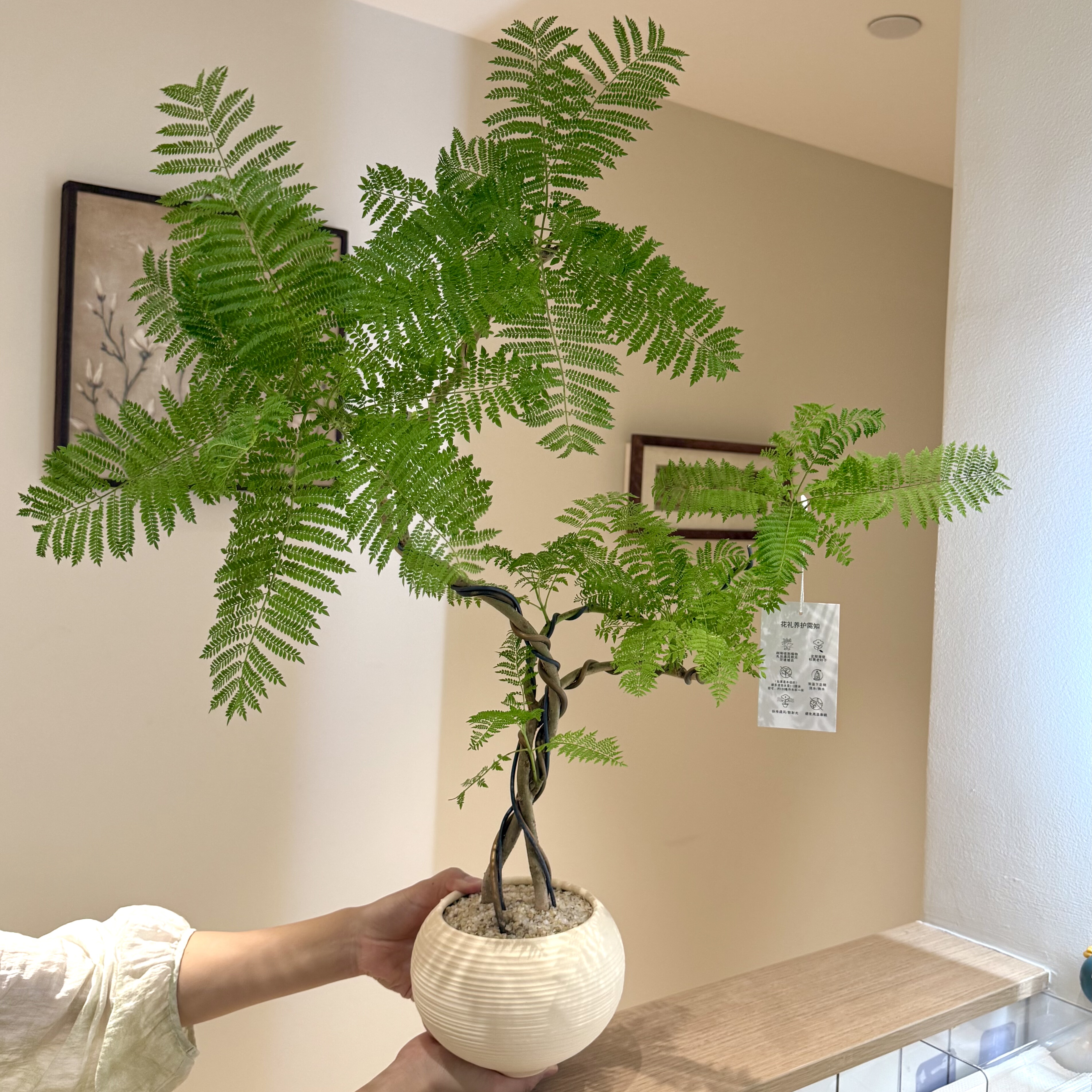 好事成双造型蓝花楹盆栽盆景室内客厅办公室桌面观叶趣味花卉绿植