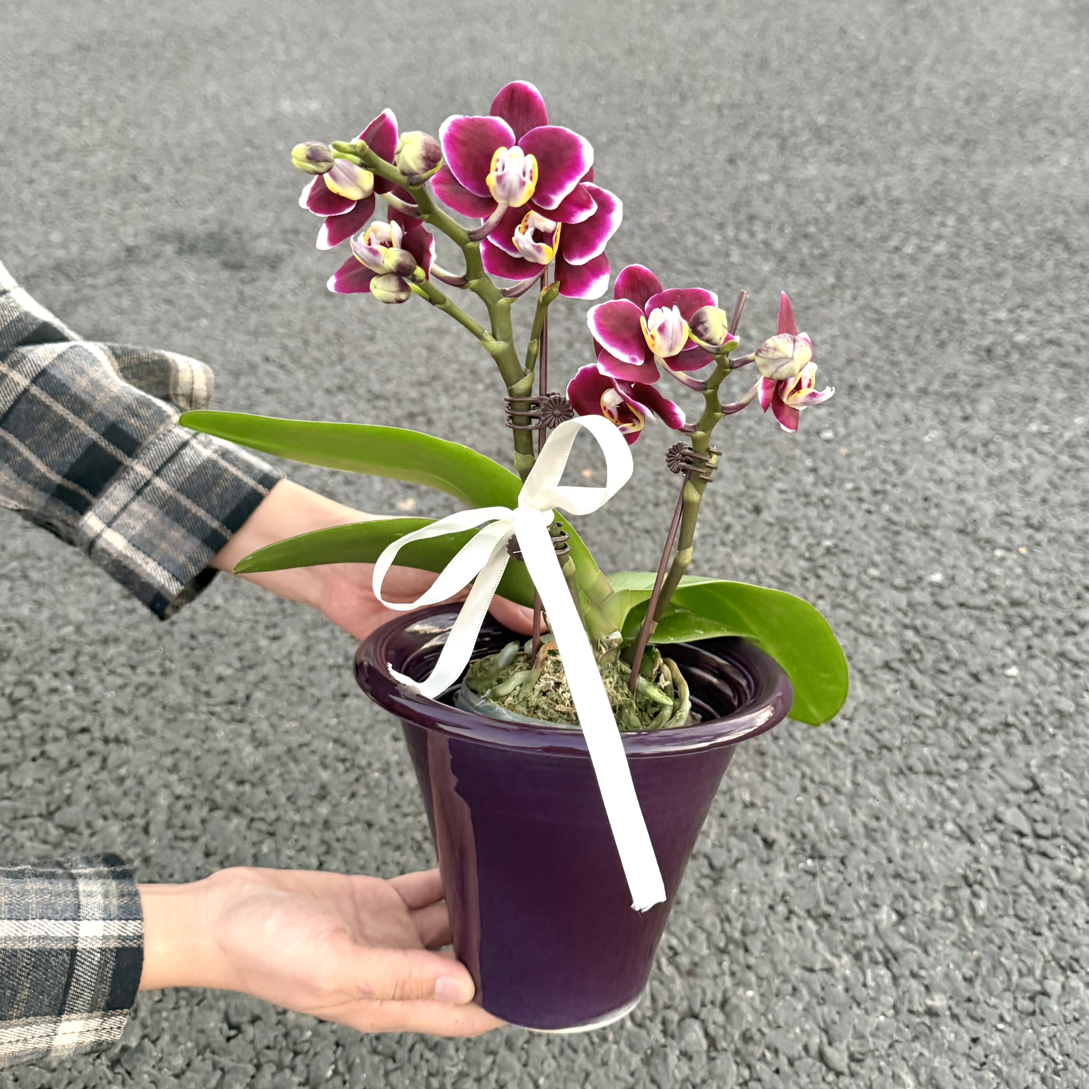 紫色系巧克力蝴蝶兰盆栽盆景室内客厅办公室前台桌面绿色花卉绿植