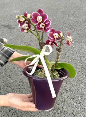 紫色系巧克力蝴蝶兰盆栽盆景室内客厅办公室前台桌面绿色花卉绿植