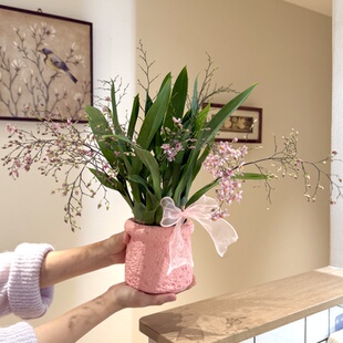 粉紫色梦香兰文心兰开花盆栽盆景室内客厅办公室桌面观花花卉绿植