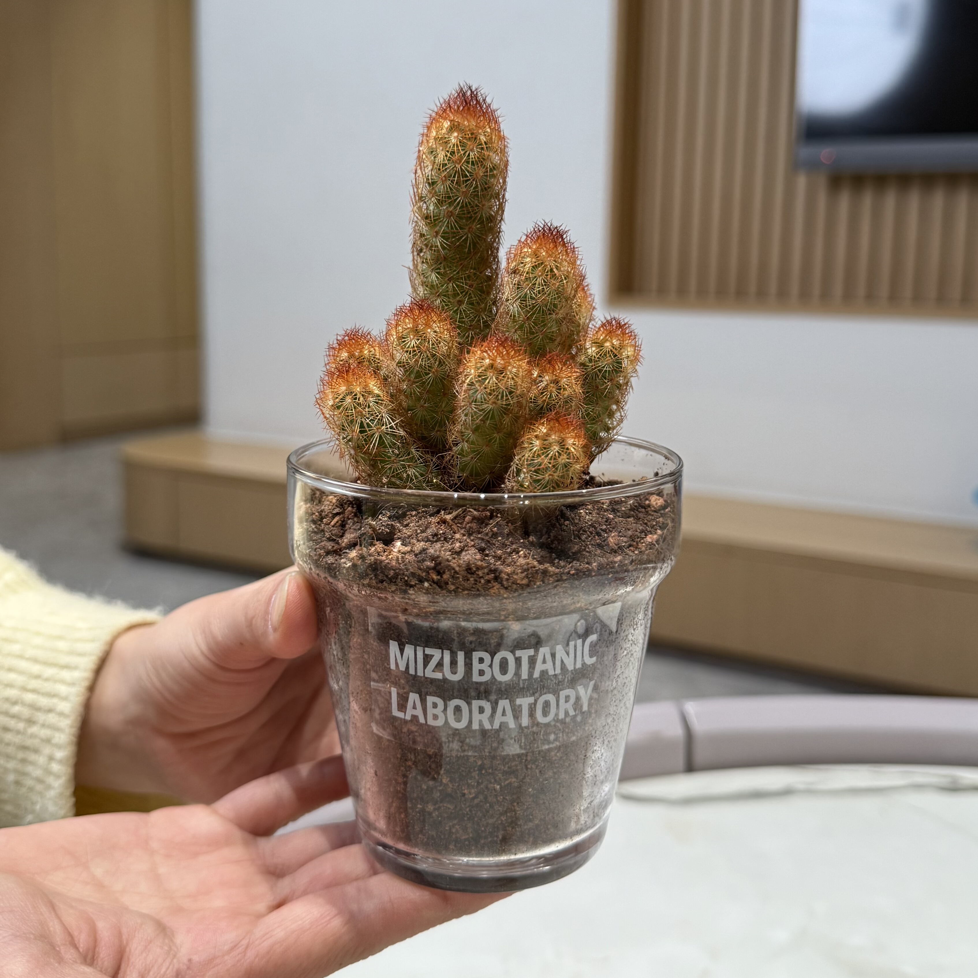 仙人掌金手指多肉盆栽绿植室内客厅办公室桌面好养花卉绿植,鲜花速递/花卉仿真/绿植园艺,绿植,淘宝优惠券,粉丝福利购,淘宝优惠卷