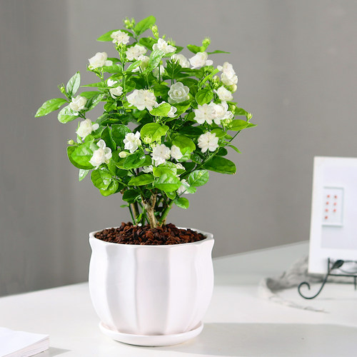 茉莉花盆栽带花苞四季开花易活
