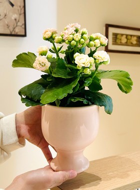 粉色长寿花带花苞阳台花卉植物盆栽四季常开家居装饰绿植新手易养