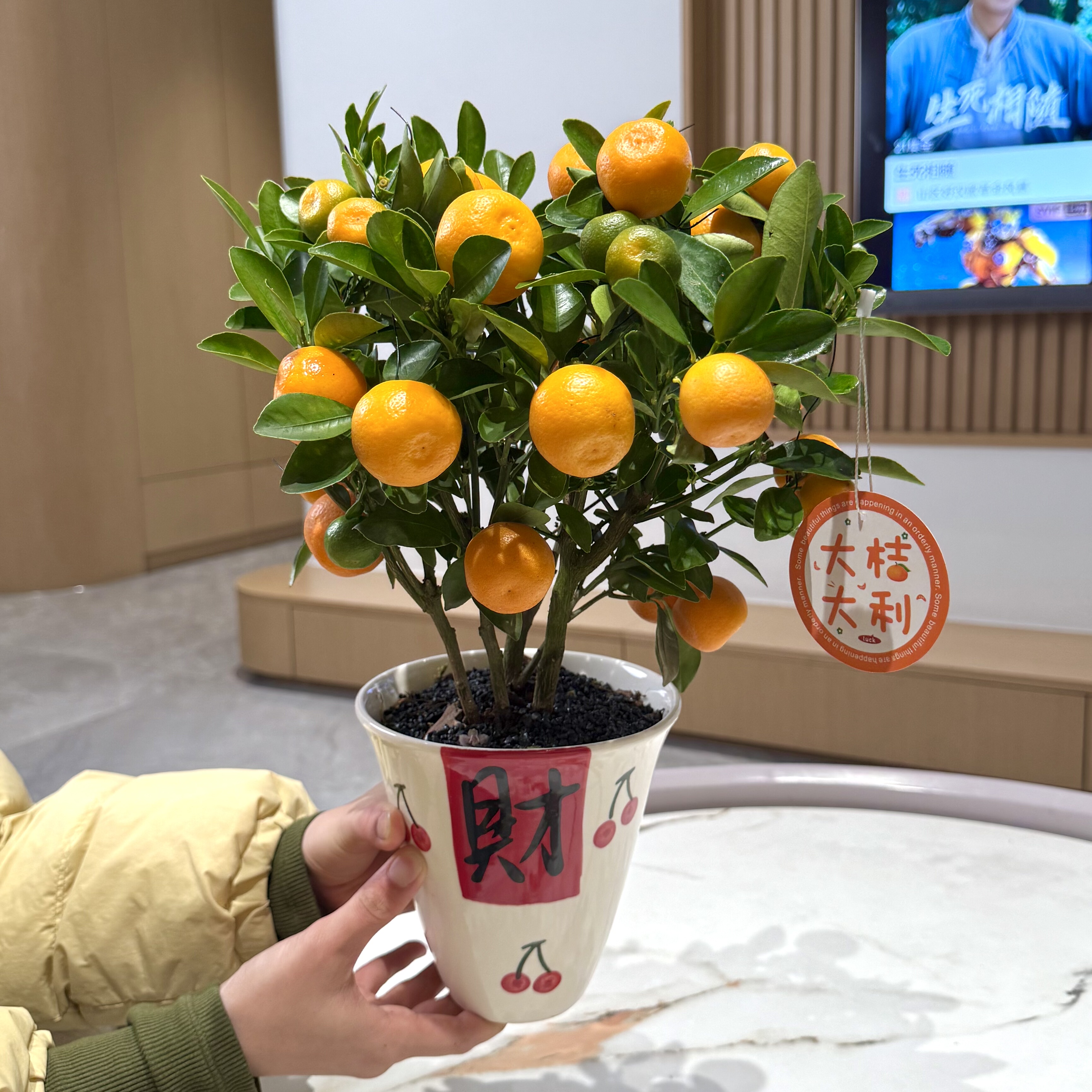 喜庆带果金桔年桔年宵花盆栽盆景室内客厅办公室桌面观果花卉绿植