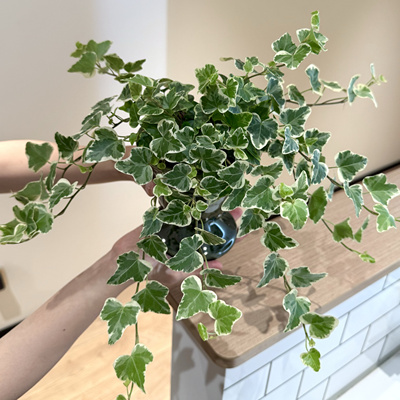 垂藤雪银常春藤盆栽盆景室内客厅办公室桌面观叶趣味花卉绿植好养