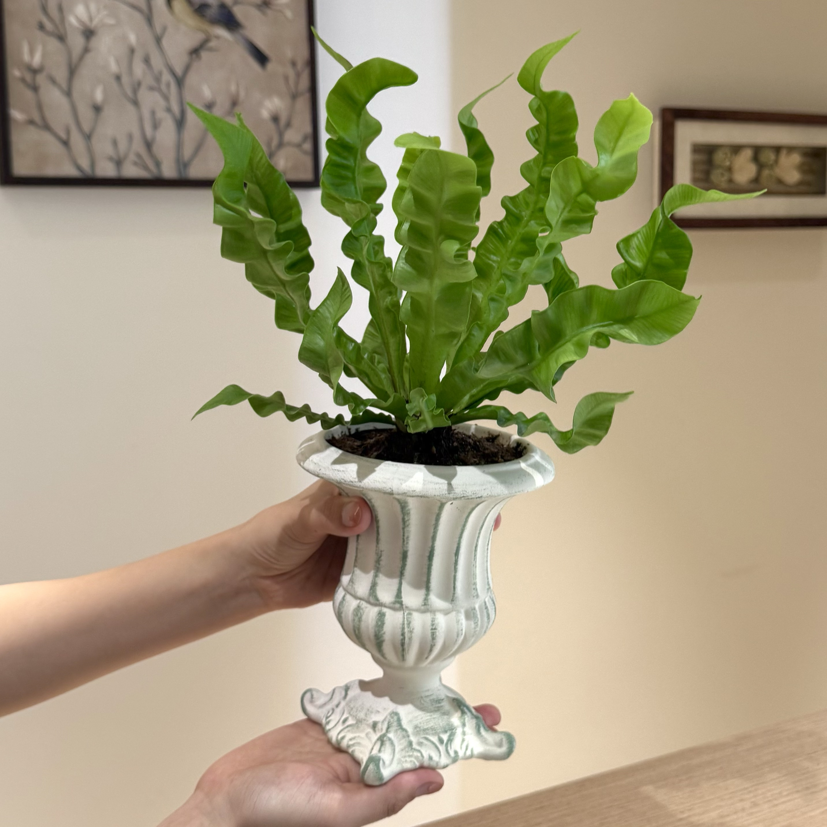 火焰鸟巢蕨盆栽桌面ins风好养活