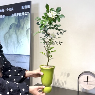 艺术造型九里七里香盆栽室内阳台办公室桌面观叶开花香味花卉绿植