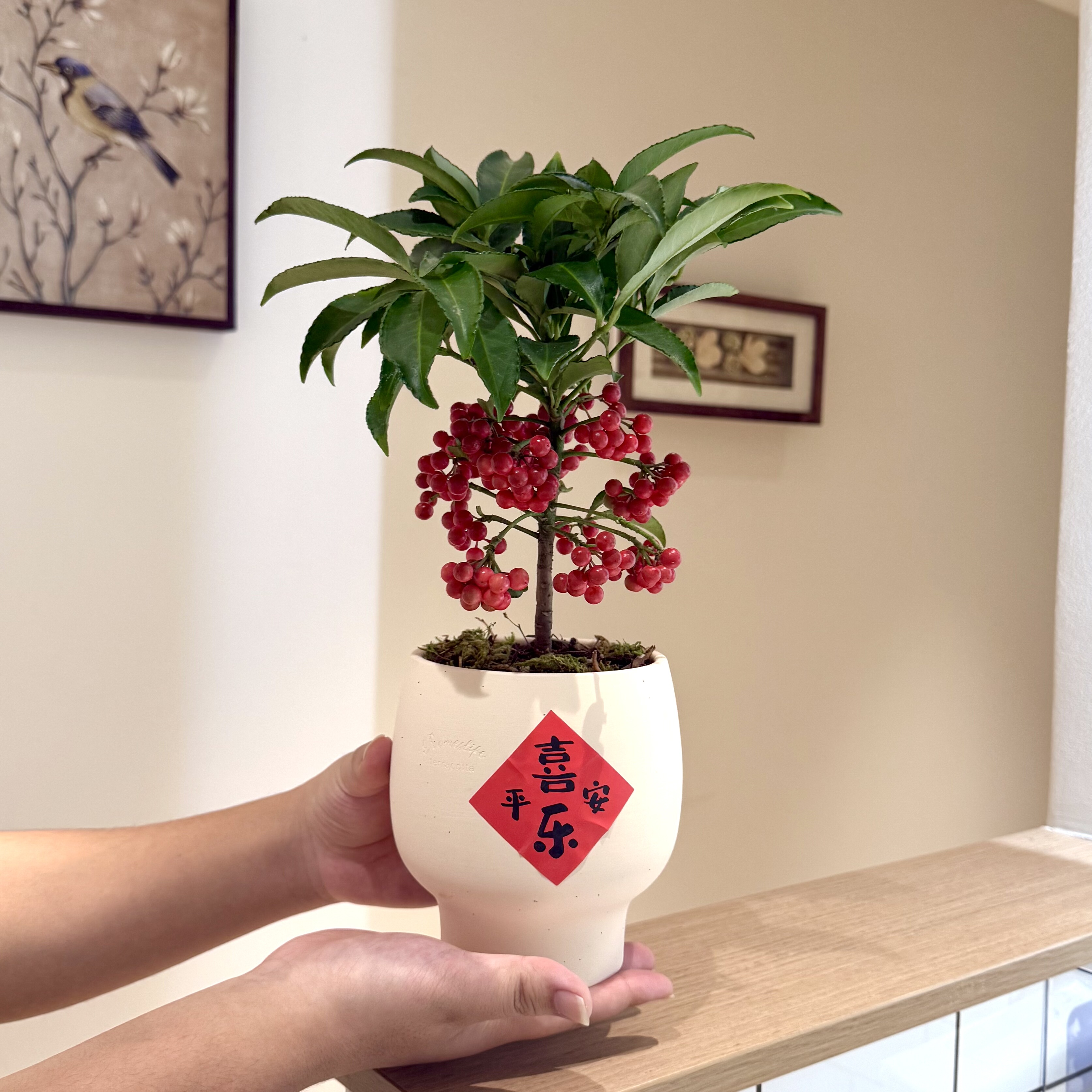 带果富贵籽盆栽室内办公室客厅桌面好养绿植花卉年宵花盆景